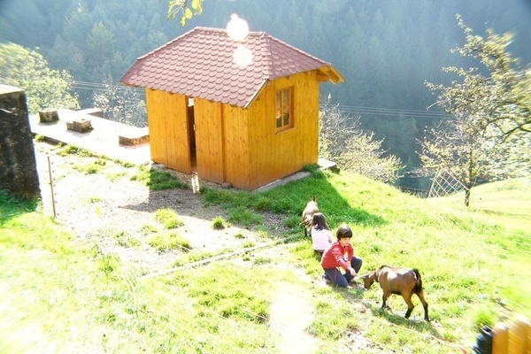 Zwergziegen auf dem Mllerbauernhof