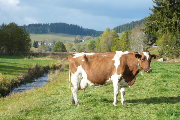 Herbstweide der Khe