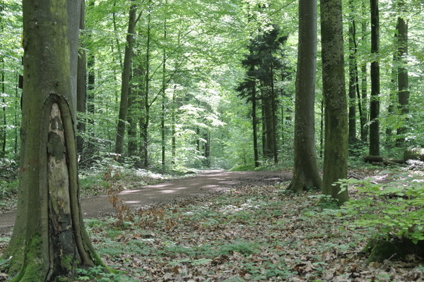 'Wandern in schattigen Laubwäldern' 'Wandern in schattigen Laubwäldern'