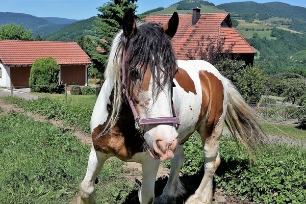 ''Zum Marterer-Hof gehren Pferde, Hhner, Hasen, ein Hof-Kater und viele Khe.''