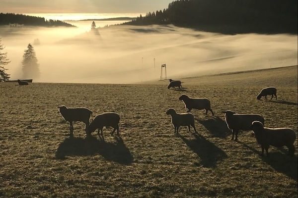 Schafherde am Farnberg