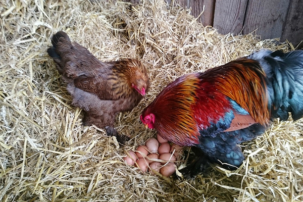 Hühnerfamilie des Farnbauernhof 
