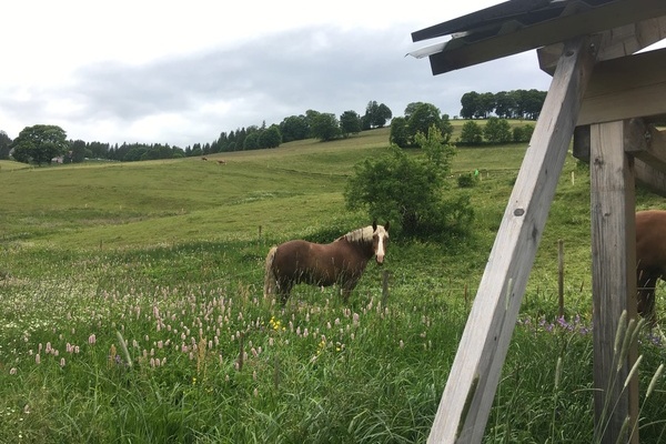 Tierische Nachbarn hinterm Haus