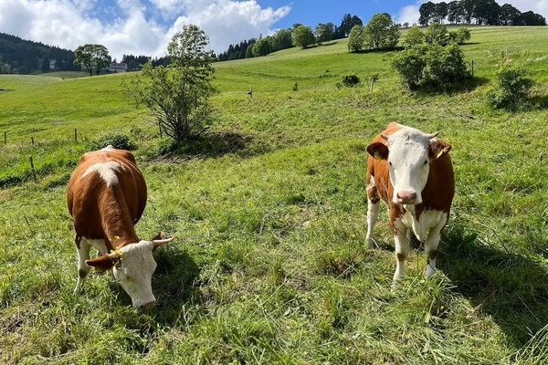 Tierische Nachbarn hinterm Haus