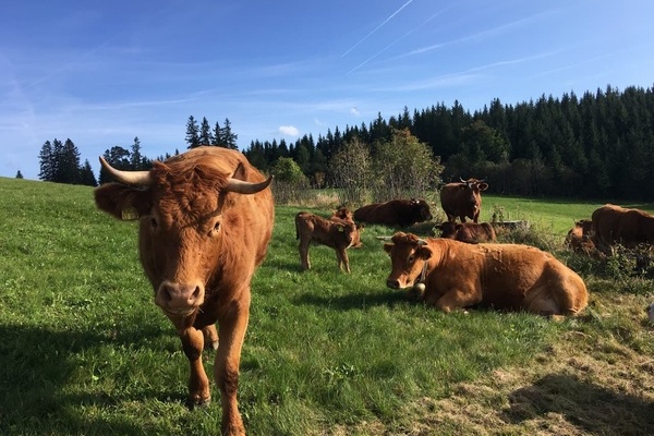 Auf der Berger H�he