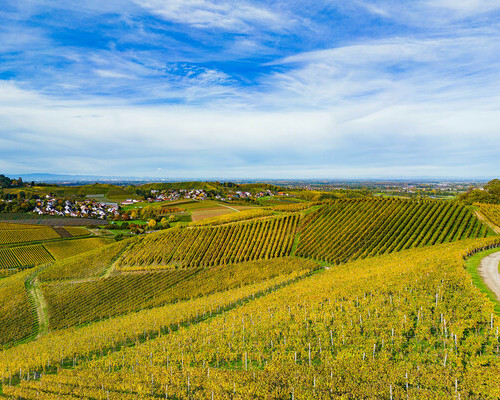 Weinbau Huber (Oberkirch) Weinbau Huber (Oberkirch)