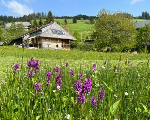 Haus am Bach  (Todtnauberg)