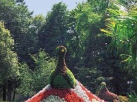 Blumenpfau Bad Krozingen (Bildnachweis: Mit freundlicher Genehmigung der Kur und Bäder GmbH Bad Krozingen) Blumenpfau Bad Krozingen (Bildnachweis: Mit freundlicher Genehmigung der Kur und Bäder GmbH Bad Krozingen)