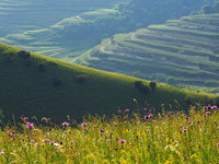 (Bildnachweis: Touristik-Information Vogtsburg i.K. Fotograf: Hans-Peter Ziesmer) (Bildnachweis: Touristik-Information Vogtsburg i.K. Fotograf: Hans-Peter Ziesmer)