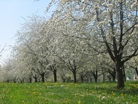 Mit freundlicher Genehmigung der Stadt Schliengen (Bildnachweis: Mit freundlicher Genehmigung der Stadt Schliengen) Mit freundlicher Genehmigung der Stadt Schliengen (Bildnachweis: Mit freundlicher Genehmigung der Stadt Schliengen)