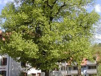 (Bildnachweis: Mit freundlicher Genehmigung der Schwarzwaldregion Belchen.) (Bildnachweis: Mit freundlicher Genehmigung der Schwarzwaldregion Belchen.)