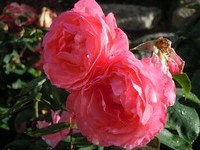 Rosen (Bildnachweis: Mit freundlicher Genehmigung der Tourist Information" Am Roseneck" Weilheim) Rosen (Bildnachweis: Mit freundlicher Genehmigung der Tourist Information" Am Roseneck" Weilheim)