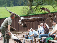  (Bildnachweis: Vogelpark-Steinen)