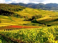 Blick vom Kirchberg über die herbstliche Reblandschaft des südlichen Schönberggebiets bei Ehrenkirchen  (Bildnachweis: Copyright und Fotograf: Th. Coch) Blick vom Kirchberg über die herbstliche Reblandschaft des südlichen Schönberggebiets bei Ehrenkirchen  (Bildnachweis: Copyright und Fotograf: Th. Coch)