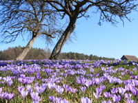 (Bildnachweis: Mit freundlicher Genehmigung der Teinachtal Touristik)  (Bildnachweis: Mit freundlicher Genehmigung der Teinachtal Touristik)