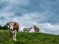 (Bildnachweis: Mit freundlicher Genehmigung Tourist Information Bernau) (Bildnachweis: Mit freundlicher Genehmigung Tourist Information Bernau)