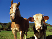 (Bildnachweis: Tourismus GmbH & Co.KG ZweiTälerLand )  (Bildnachweis: Tourismus GmbH & Co.KG ZweiTälerLand )