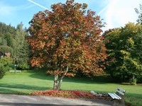 (Bildnachweis: Mit freundlicher Genehmigung der Tourist Information Enzklösterle)  (Bildnachweis: Mit freundlicher Genehmigung der Tourist Information Enzklösterle)