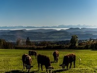 (Bildnachweis: Mit freundlicher Genehmigung des Tourismus- und Kulturamtes Laufenburg)  (Bildnachweis: Mit freundlicher Genehmigung des Tourismus- und Kulturamtes Laufenburg)