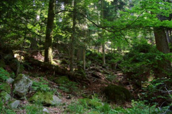 Großtannenweg Bildnachweis: Mit freundlicher Genehmigung der Gemeinde Seewald