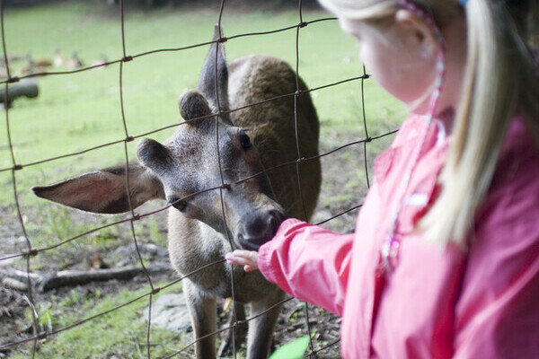 Wildgehege am Bergsee - Bad Sckingen Copyright: (Tourismus- und Kulturamt Bad Sckingen)