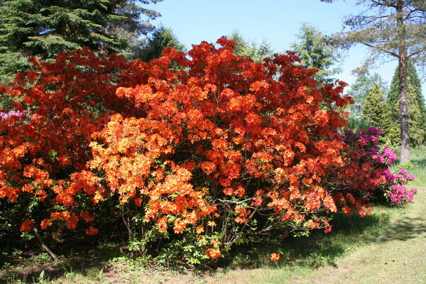 Copyright: Mit freundlicher Genehmigung des Rhododendronpark Karlsbad Copyright: Mit freundlicher Genehmigung des Rhododendronpark Karlsbad