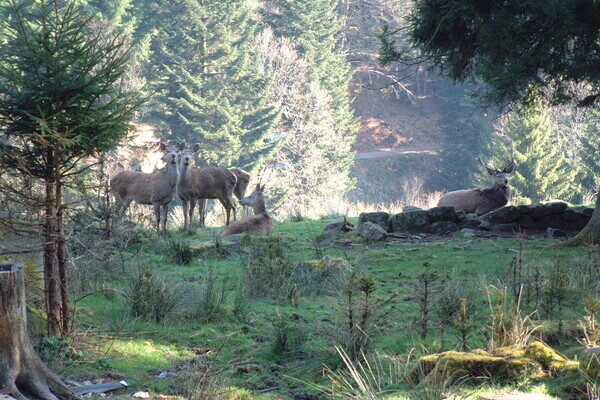 Wildgehege Bermersbach Copyright: (Mit freundlicher Genehmigung der Gemeinde Forbach)