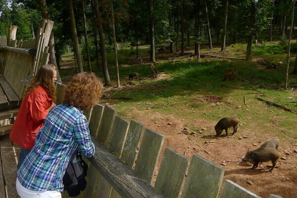 Copyright: (Mit freundlicher Genehmigung der Stadt Calw) Copyright: (Mit freundlicher Genehmigung der Stadt Calw)
