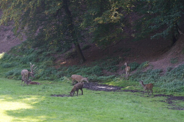 Copyright: (Mit freundlicher Genehmigung der Stadt Calw)  Copyright: (Mit freundlicher Genehmigung der Stadt Calw)