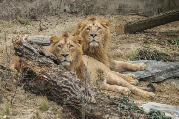 Copyright: (© Wilhelma Stuttgart)  Copyright: (© Wilhelma Stuttgart)