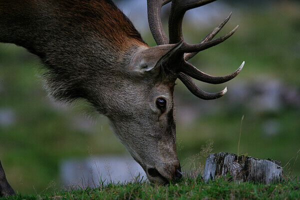  Copyright: ( Natur-Infozentrum Kaltenbronn)