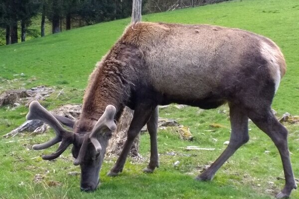 Copyright: (© Baiersbronn Touristik) Copyright: (© Baiersbronn Touristik)