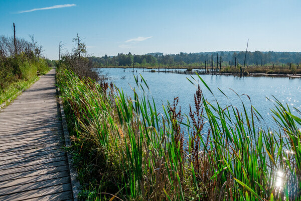 Schwenninger Moos Copyright: (Wirtschaft und Tourismus Villingen-Schwenningen GmbH)