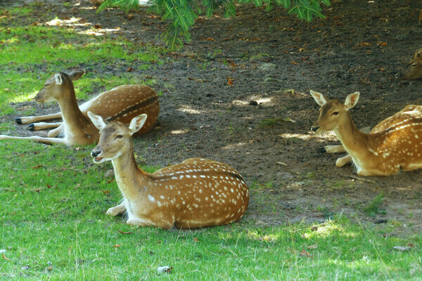 Wildgehege Eulengrund Copyright: (Mit freundlicher Genehmigung von Baiersbronn Touristik) Wildgehege Eulengrund Copyright: (Mit freundlicher Genehmigung von Baiersbronn Touristik)